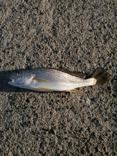 シログチの釣果