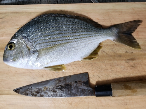 ヘダイの釣果