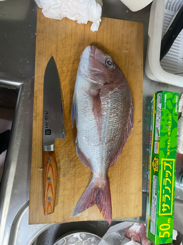 マダイの釣果