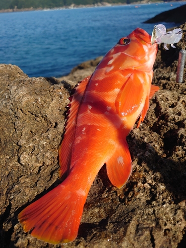 アカハタの釣果