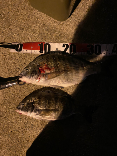 チヌの釣果