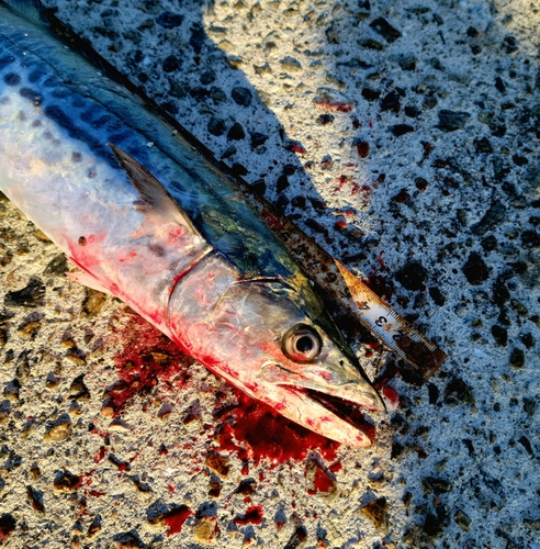 サゴシの釣果