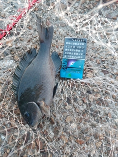 クチブトグレの釣果