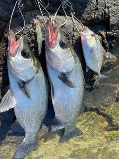 ヒラスズキの釣果