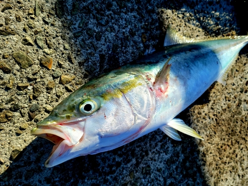 メジロの釣果