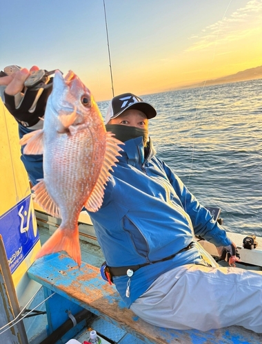 マダイの釣果