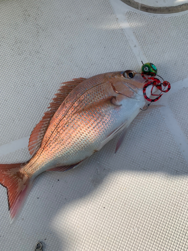 マダイの釣果