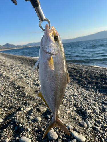 ショゴの釣果