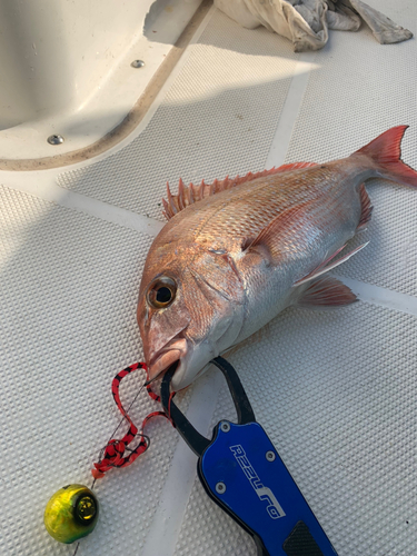 マダイの釣果