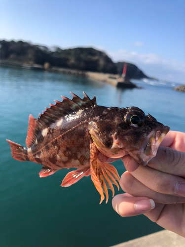 カサゴの釣果