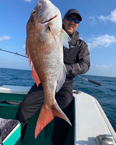 マダイの釣果