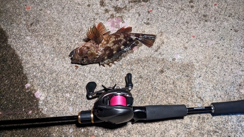 カサゴの釣果