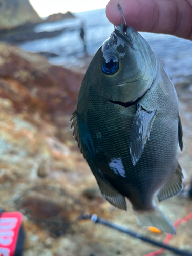 メジナの釣果