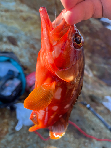 アカハタの釣果