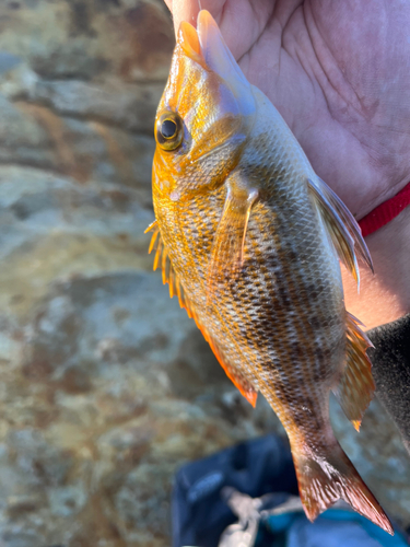 ハマフエフキの釣果