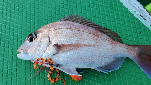 マダイの釣果