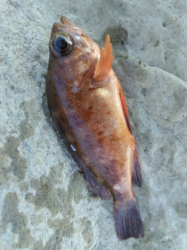 メバルの釣果