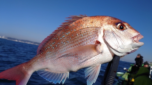 マダイの釣果