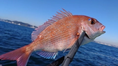 マダイの釣果