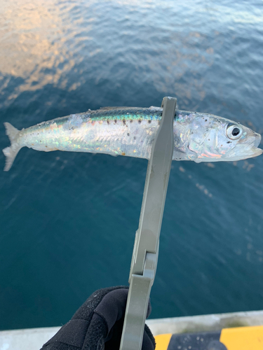 マイワシの釣果