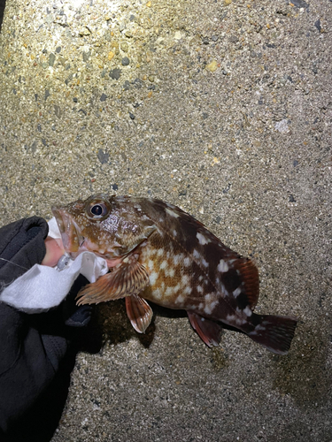 カサゴの釣果