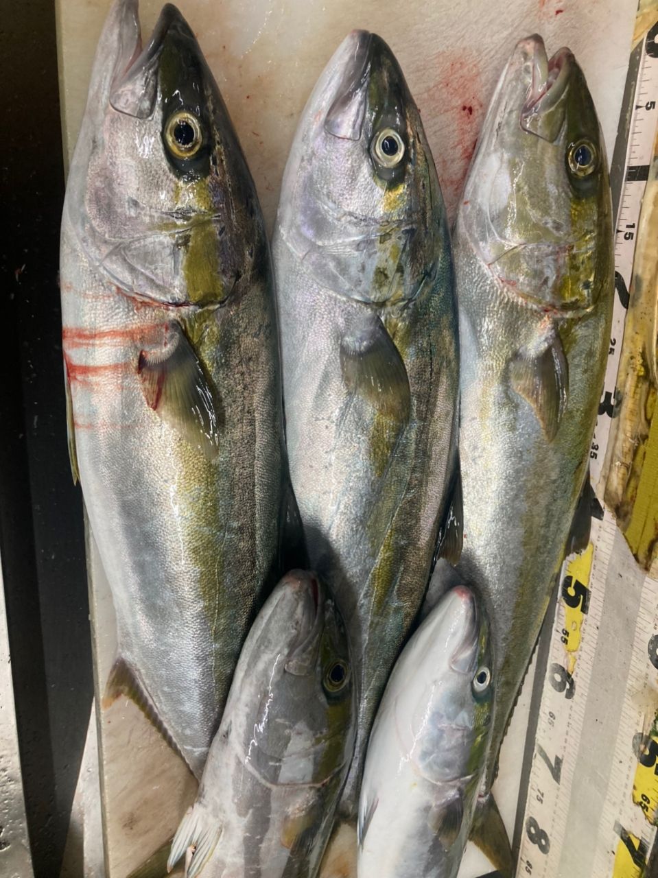 遊漁船たかくらさんの釣果 2枚目の画像