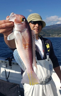 アマダイの釣果