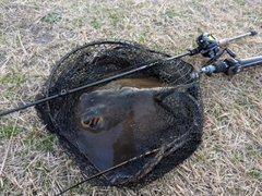 アカエイの釣果