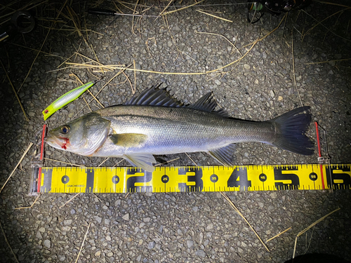 フッコ（マルスズキ）の釣果