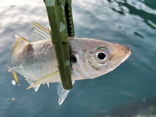 マアジの釣果