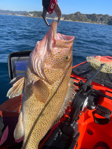 オオモンハタの釣果