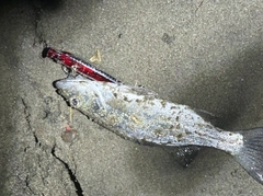 セイゴ（ヒラスズキ）の釣果