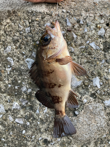 シロメバルの釣果