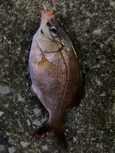 ウミタナゴの釣果