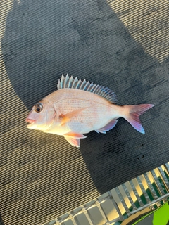 チャリコの釣果