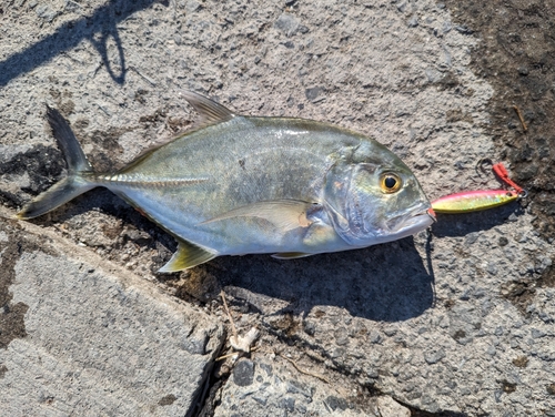 メッキの釣果