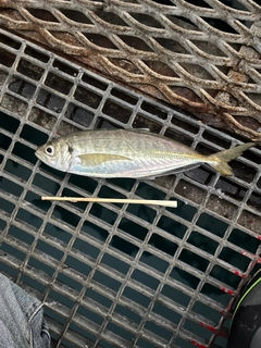 マアジの釣果