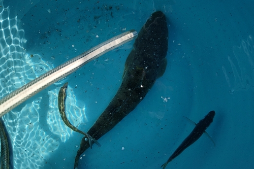 マゴチの釣果