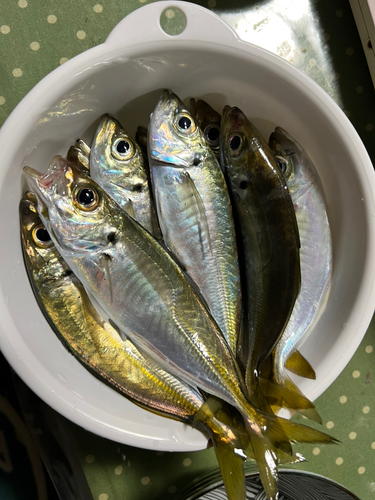 アジの釣果