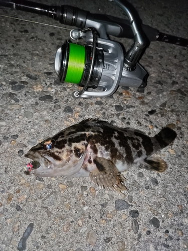 タケノコメバルの釣果