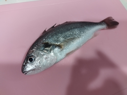 イシモチの釣果