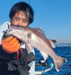 アラの釣果