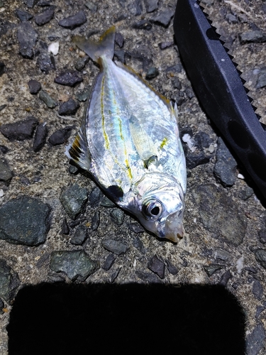 ヒイラギの釣果