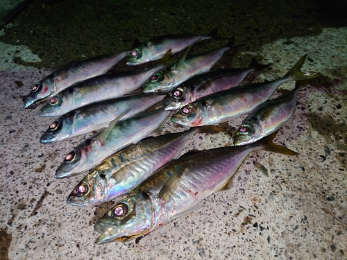 アジの釣果