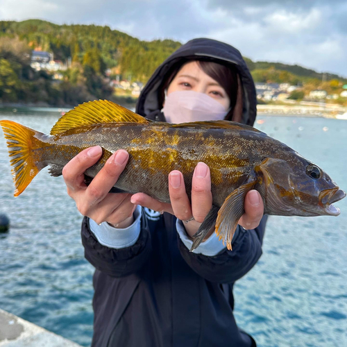 アイナメの釣果