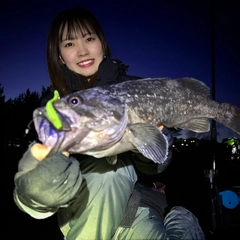 クロソイの釣果