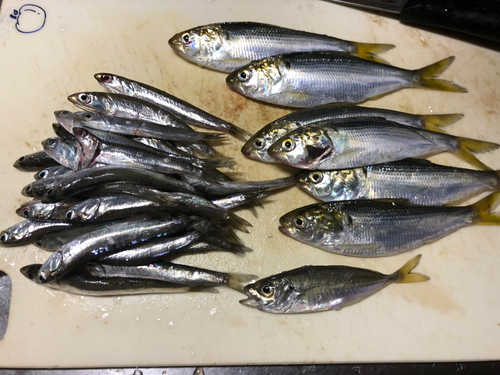 コノシロの釣果