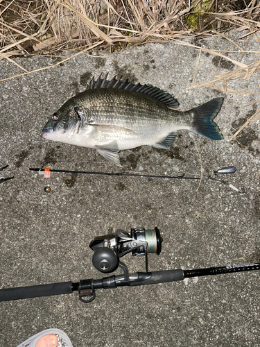 チヌの釣果