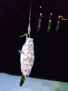 クロソイの釣果