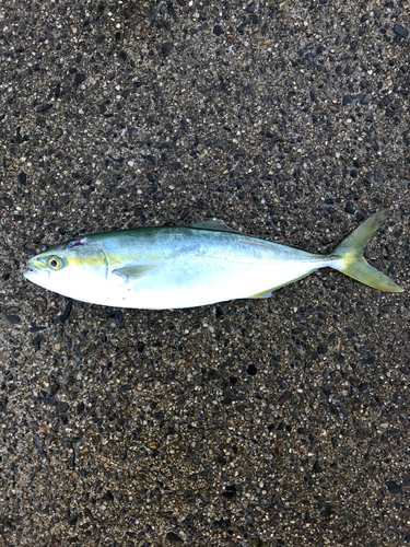 ワカシの釣果